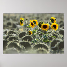 Young Yellow Sunflowers Posters