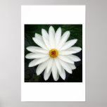 Your a Daisy if You Do posters