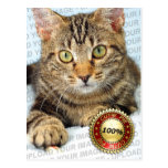 Your cute pet - Postcard