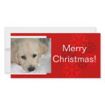 Your Dog Photo Snowflake Christmas Card photo cards
