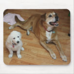 Your pets on a mouse-pad mouse pad