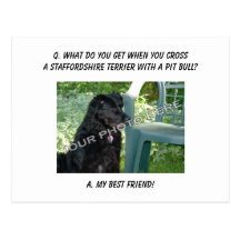 Your Photo! Best Friend Staffordshire Terrier Mix Post Cards