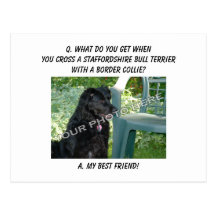 Your Photo! Friend Staffordshire Bull Terrier Mix Post Card