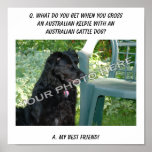 Your Photo Here! Best Friend Australian Kelpie Mix posters