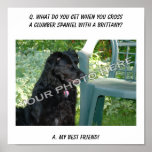 Your Photo Here! Best Friend Clumber Spaniel Mix posters