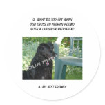 Your Photo Here! My Best Friend Afghan Hound Mix stickers