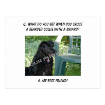 Your Photo Here! My Best Friend Bearded Collie Mix Postcards