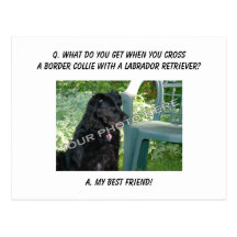 Your Photo Here! My Best Friend Border Collie Mix Postcard