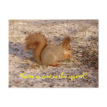 You're As Cute As This Squirrel Postcard