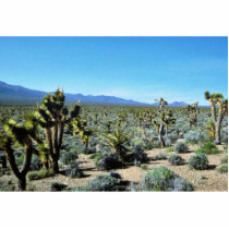 Yucca Forest Acrylic Cut Outs