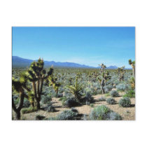 Yucca Forest Postcards
