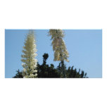 yucca photo cards