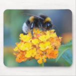 Yummy BumbleBee Mousepad