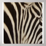 Z Stripe Print