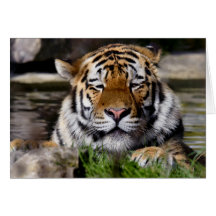 Zambar Tiger Card