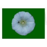Zaunwinde bindweed cards