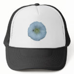 Zaunwinde bindweed hats