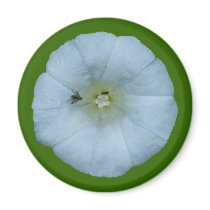 Zaunwinde bindweed magnets