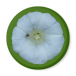 Zaunwinde bindweed magnets