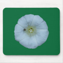 Zaunwinde bindweed mauspad