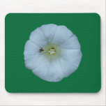 Zaunwinde bindweed mousepads