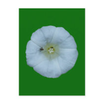 Zaunwinde bindweed postkarten
