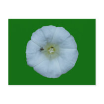 Zaunwinde bindweed postkarte