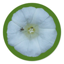 Zaunwinde bindweed stickers