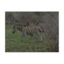 Zebra African Horse Wildlife Post Card