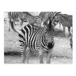 Zebra at the zoo post card