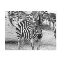 Zebra at the zoo