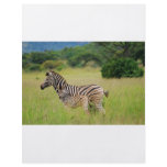Zebra baby and mum flyers