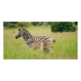 Zebra baby and mum photo greeting card