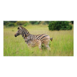 Zebra baby and mum photo cards