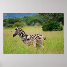 Zebra baby and mum print