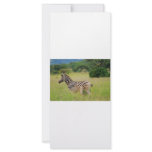 Zebra baby and mum rack cards