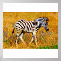 Zebra Baby Poster