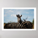 Zebra blue sky colour photo photography posters