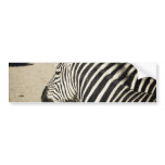 Zebra bumper stickers