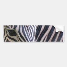 Zebra Bumper Sticker