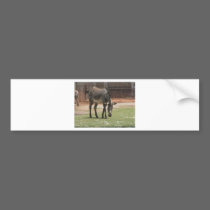 Zebra bumper stickers