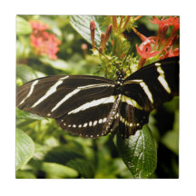 Zebra Butterfly Ceramic Tile