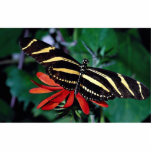 Zebra butterfly on Mexican flaming vine flower Photo Cutouts
