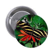 Zebra butterfly on Mexican flaming vine flower Pin
