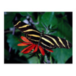 Zebra butterfly on Mexican flaming vine flower Postcards