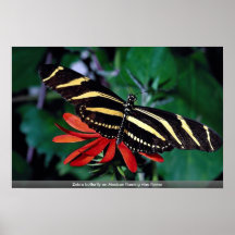 Zebra butterfly on Mexican flaming vine flower Print