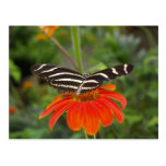 Zebra butterfly Postcard