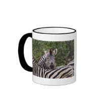 Zebra calendars coffee mugs & cups