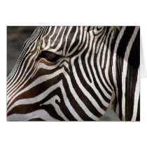 zebra greeting card