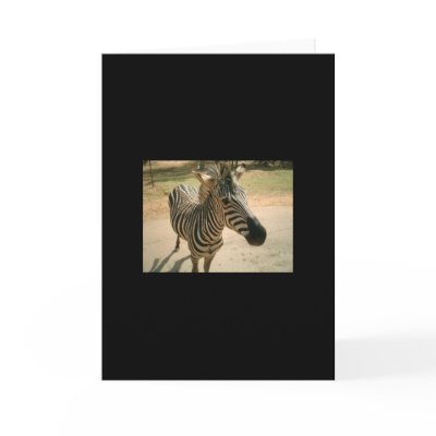 Zebra Card by oliveoil304